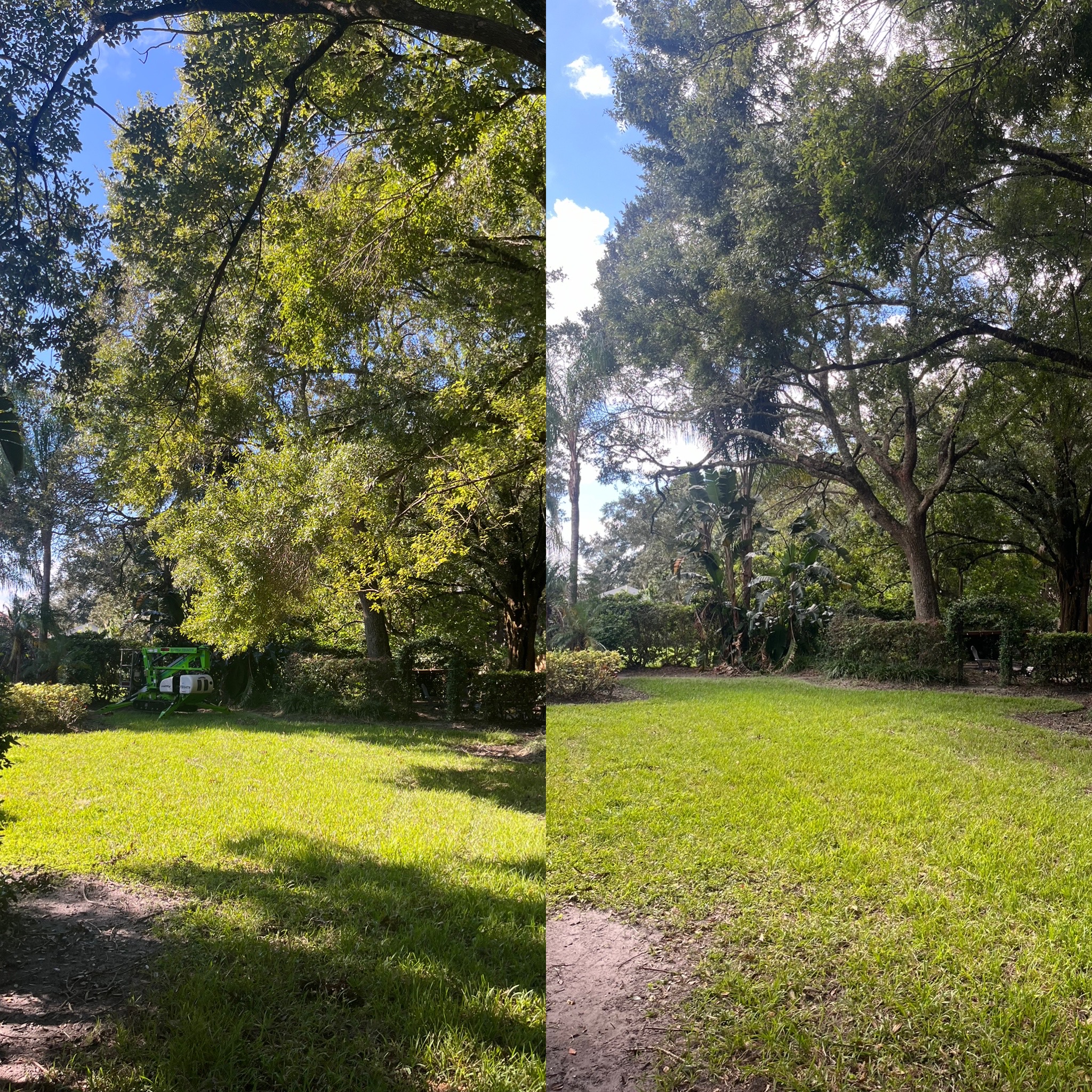 Before and After - Clarke's Pro Tree Service