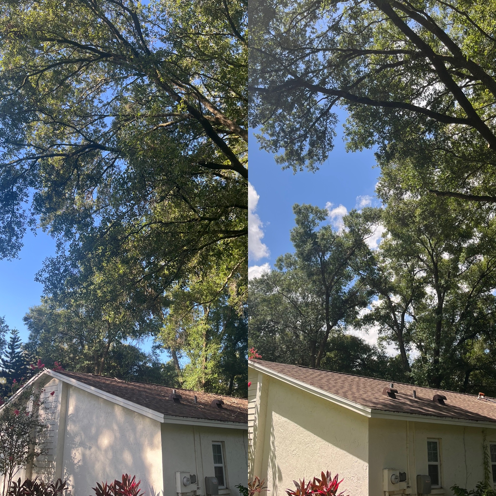 Before and After - Clarke's Pro Tree Service
