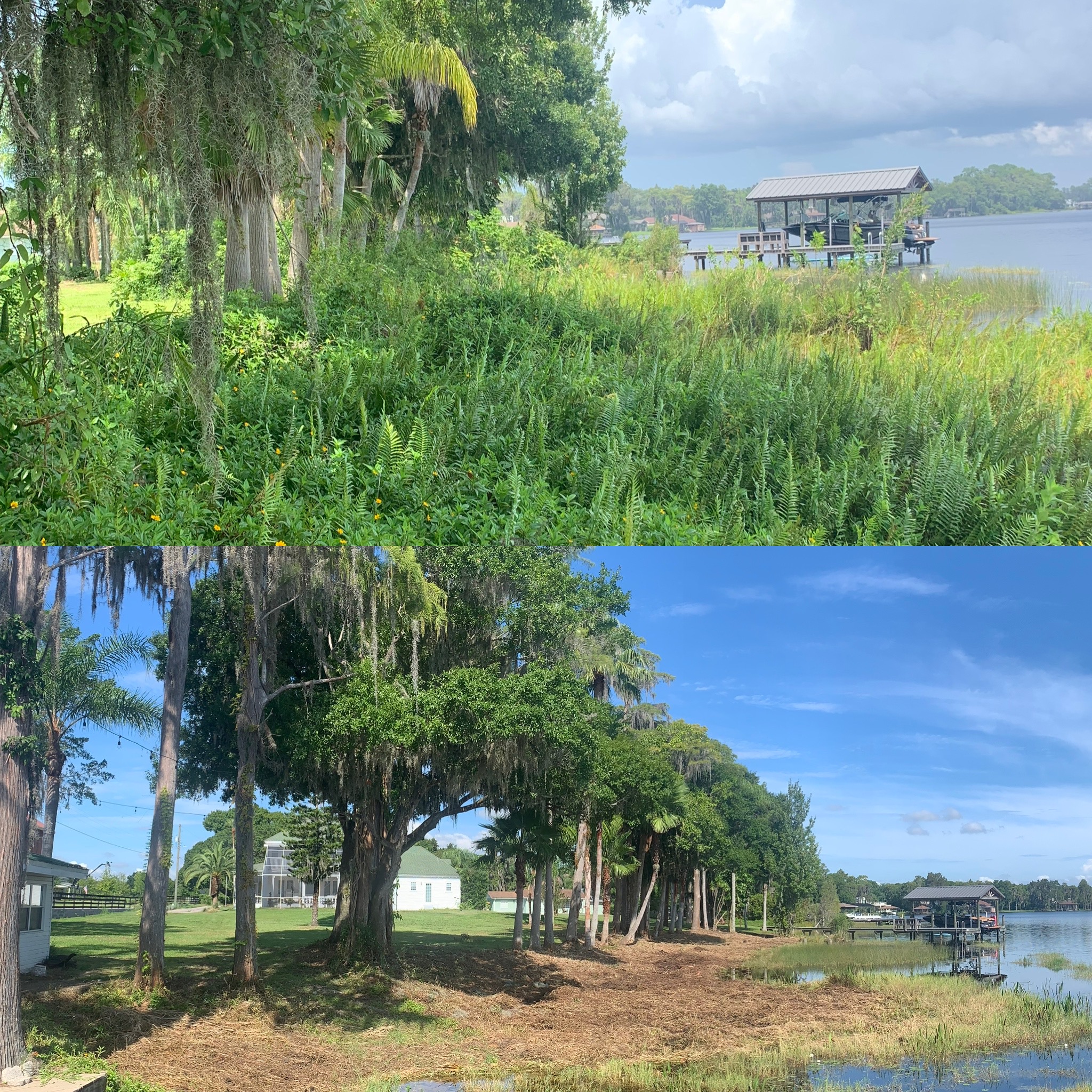Before and After - Clarke's Pro Tree Service