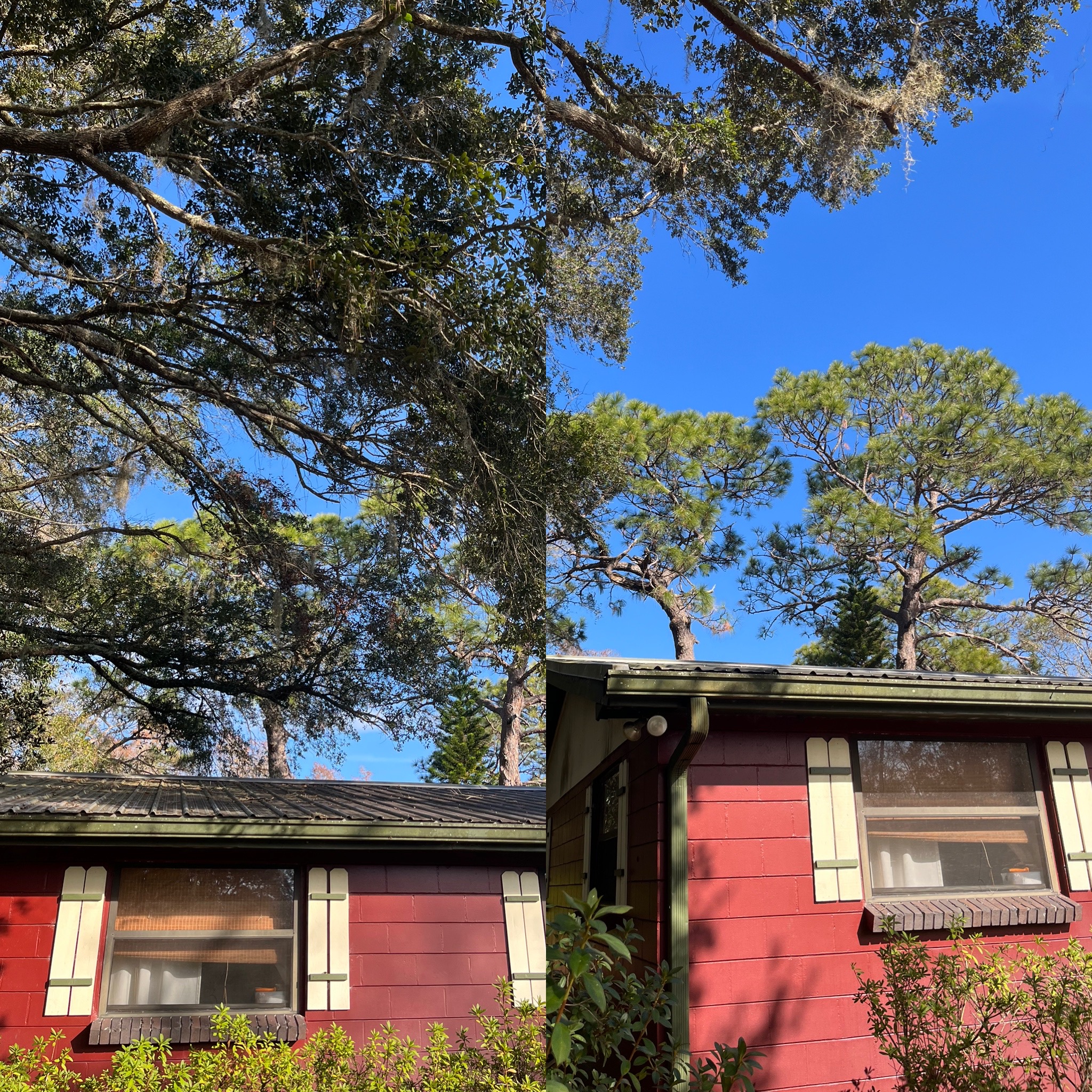 Before and After - Clarke's Pro Tree Service